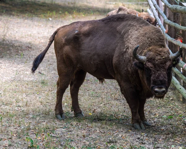 Énorme Bison Arrière Plan Prairie Forestière — Photo