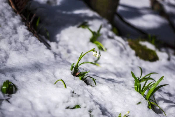 Nahaufnahme Von Erstaunlichen Bunten Blühenden Schneeglöckchen Blumen — Stockfoto