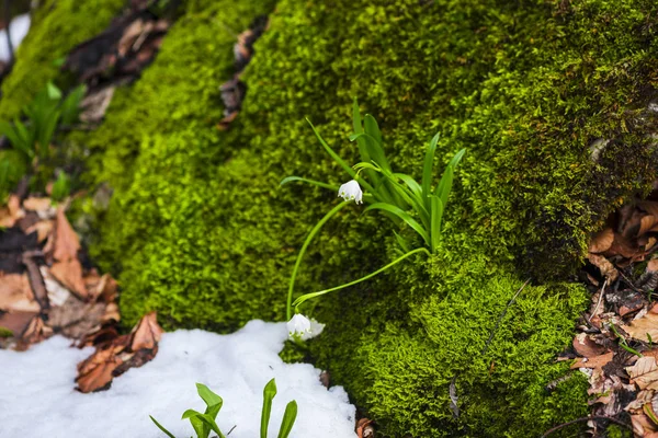 Close Van Verbazingwekkende Kleurrijke Blooming Sneeuwklokjes Bloemen — Stockfoto