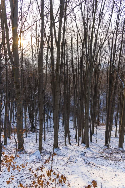 Sneeuw Bedekte Kale Bomen Takken Winterse Bos — Stockfoto