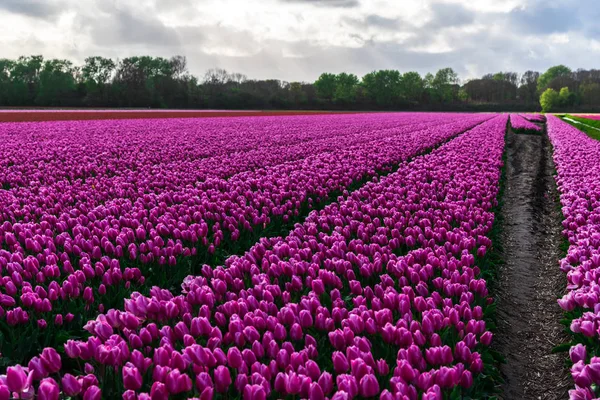 Pembe Lale Çiçek Bulutlu Gökyüzü Altında Alan Doğal Görünümünü — Stok fotoğraf