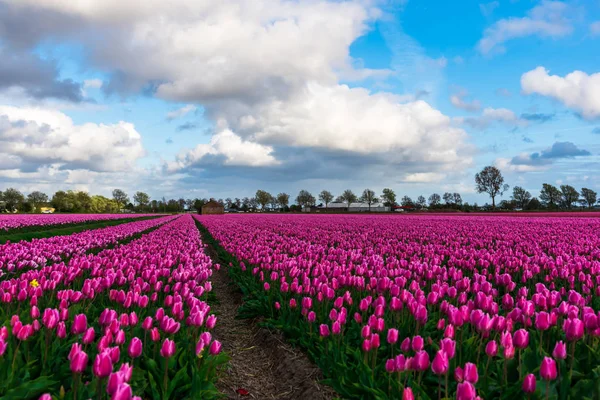 Malerischer Blick Auf Rosa Tulpen Blühendes Feld Mit Grünen Bäumen — Stockfoto