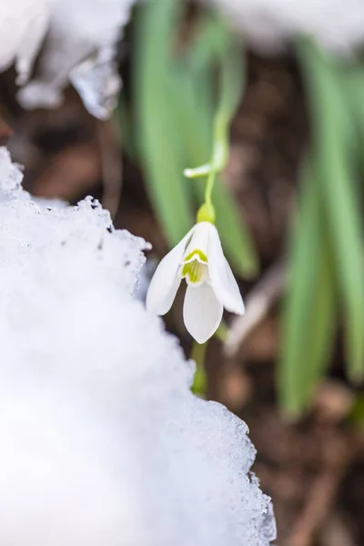 Nahaufnahme Von Erstaunlichen Bunten Blühenden Blume — Stockfoto