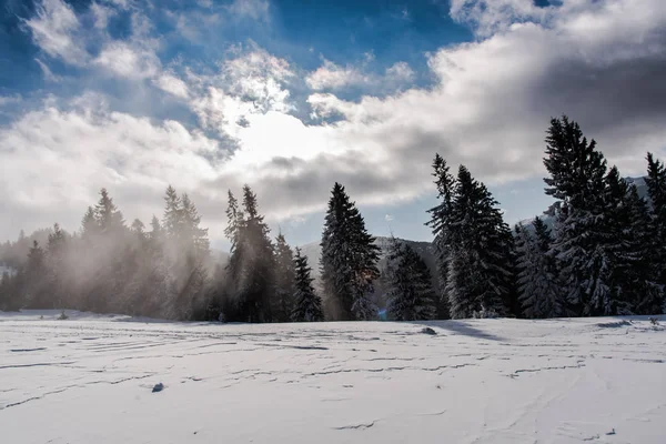 Increíble Vista Naturaleza Con Pinos Cielo Nublado — Foto de Stock