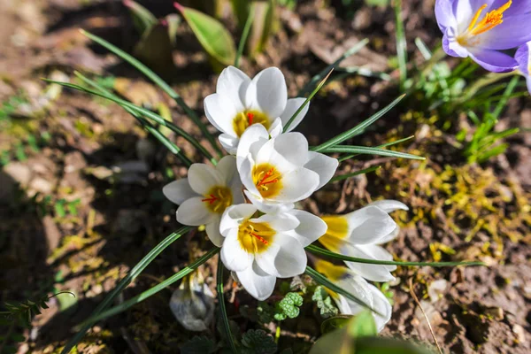 Nahaufnahme Von Erstaunlich Zarten Blühenden Blumen — Stockfoto