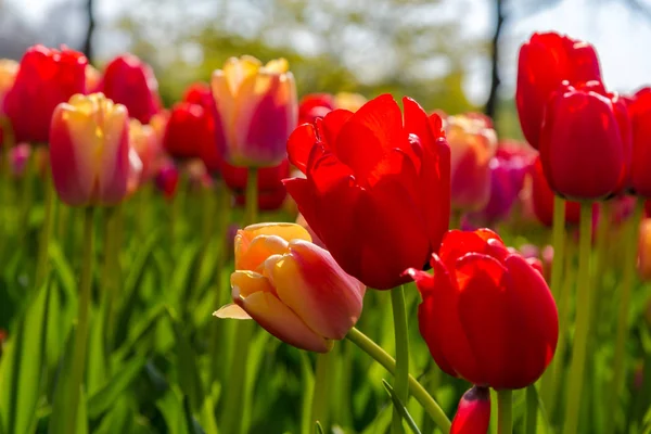 Close Amazing Colorful Blooming Flowers — Stock Photo, Image