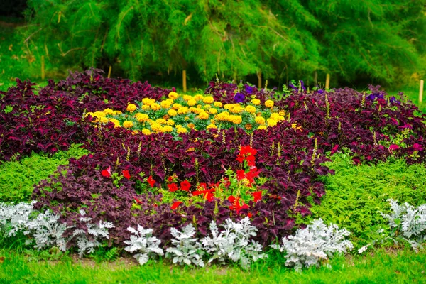 Close Amazing Colorful Blooming Flowers — Stock Photo, Image