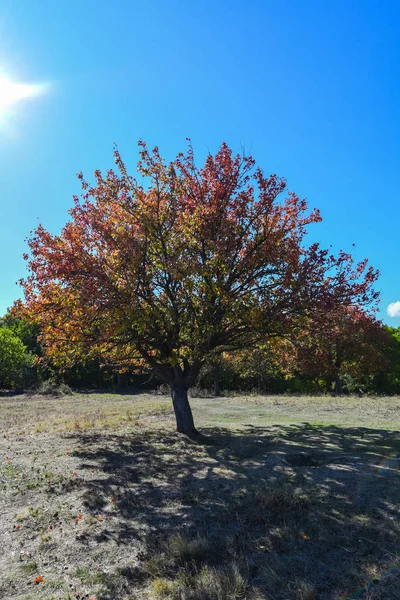 Malerischer Blick Auf Rot Belaubten Baum Auf Sonnenbeleuchtete Wiese — Stockfoto
