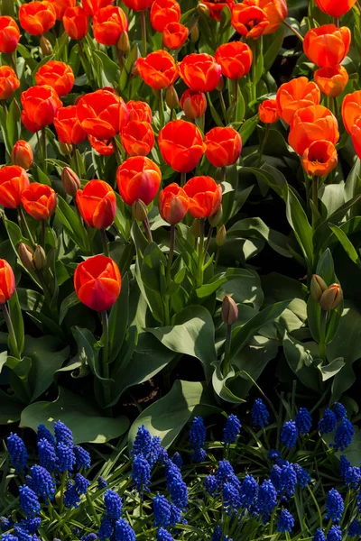 Close Amazing Colorful Blooming Flowers — Stock Photo, Image