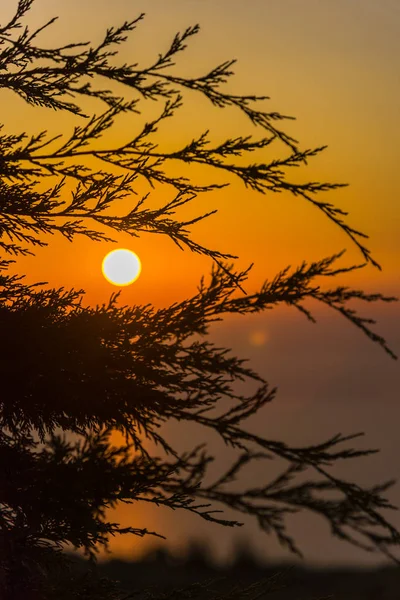 Niesamowity Zachód Słońca Cienkich Gałęzi Puszyste — Zdjęcie stockowe