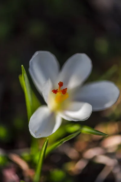 Close Van Verbazingwekkende Kleurrijke Bloeiende Bloem — Stockfoto