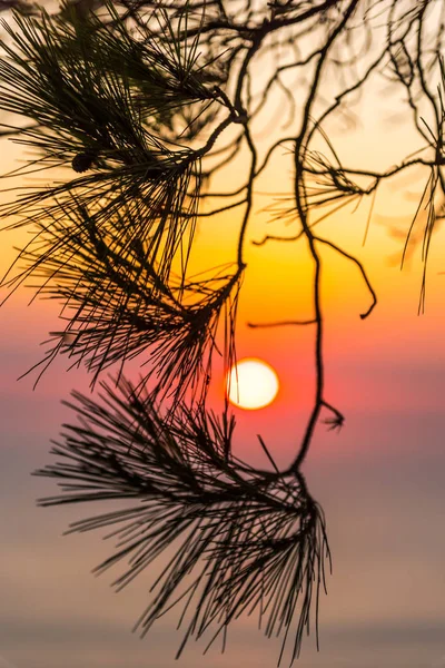 Niesamowity Zachód Słońca Ciepłego Morza Drzewami — Zdjęcie stockowe