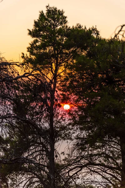 Amazing sunset with warm sea behind the trees