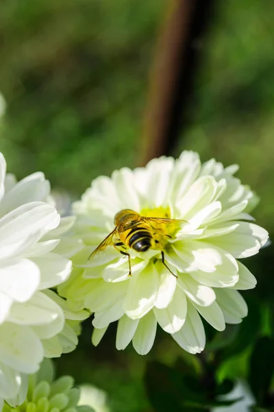 Yeşil Bir Çiçek Üzerinde Beyaz Çiçekler — Stok fotoğraf