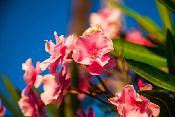 Primo Piano Incredibili Fiori Colorati Fiore — Foto Stock