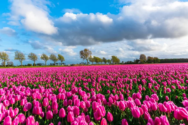 Мальовничий Вид Рожеві Тюльпани Квітуче Поле Зеленими Деревами Під Хмарним — стокове фото