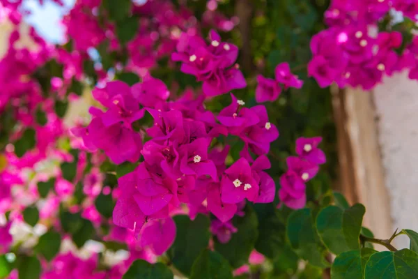 Nära Upp Skott Levande Rosa Blommande Blommor — Stockfoto