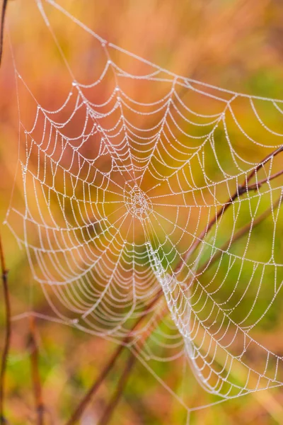 Telaraña Mágica Sobre Fondo Borroso —  Fotos de Stock