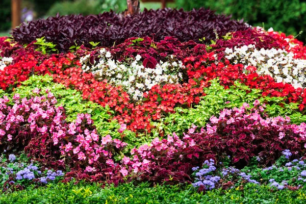 Närbild Fantastiska Färgglada Blommor — Stockfoto