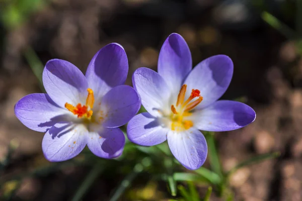 Nahaufnahme Von Erstaunlich Zarten Blühenden Blumen — Stockfoto