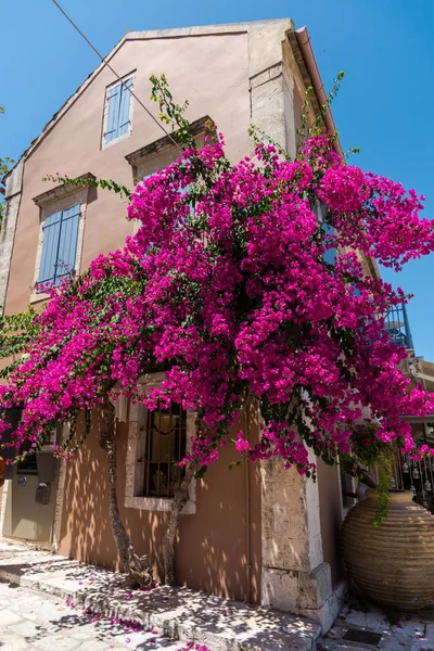 Árvore Florescendo Rosa Pela Casa Luz Solar Brilhante — Fotografia de Stock