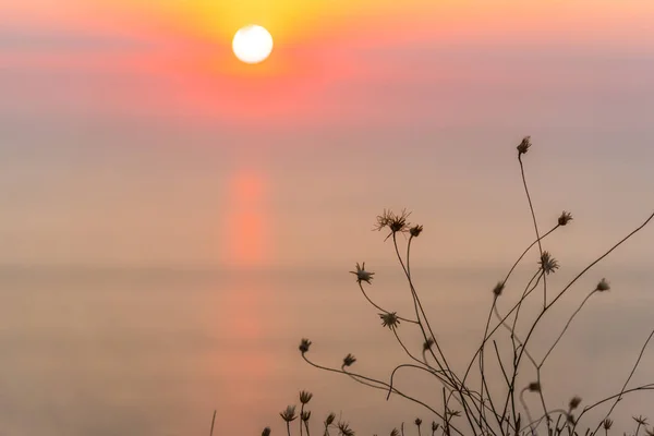 Flores Contra Dramático Céu Pôr Sol — Fotografia de Stock