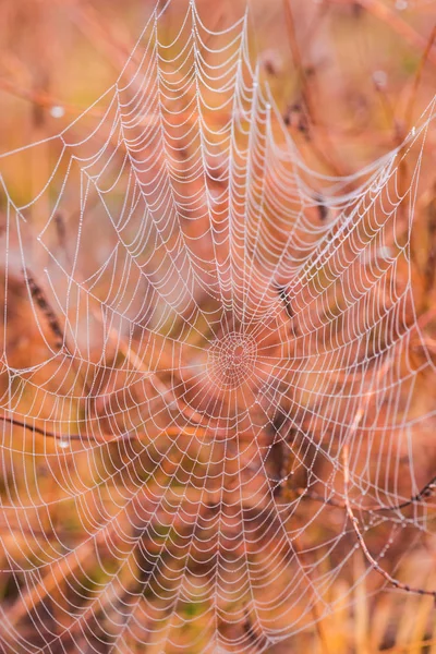 Telaraña Mágica Sobre Fondo Borroso —  Fotos de Stock