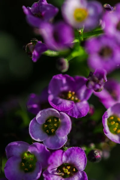 Mor Çiçekleri Yakın Plan Çek — Stok fotoğraf