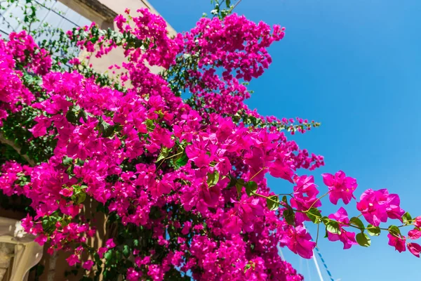 Primo Piano Colpo Lussureggianti Fiori Rosa Fiore — Foto Stock