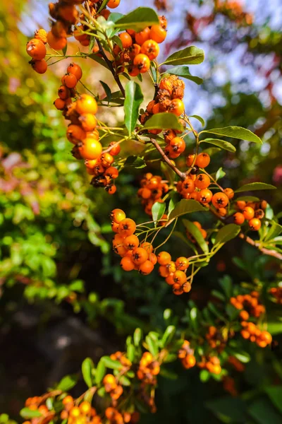 Baies Orange Sur Les Branches Arbres — Photo