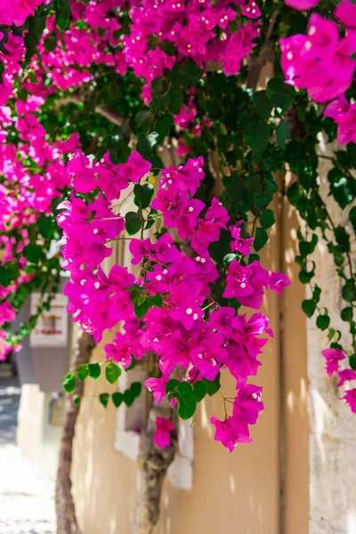 Крупным Планом Снимок Пышных Розовых Цветущих Цветов — стоковое фото