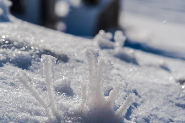 Ramos Cobertos Neve Gelo Perto — Fotografia de Stock