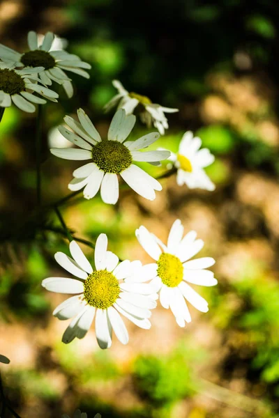 Gros Plan Fleurs Florissantes Colorées Étonnantes — Photo