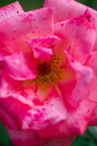 Gros Plan Fleurs Colorées Étonnantes — Photo