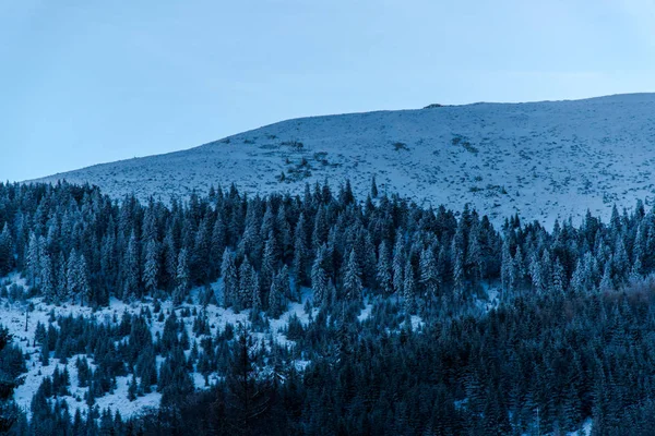 Increíble Vista Naturaleza Con Pinos Cielo Nublado — Foto de Stock