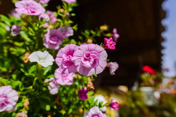 在阳光下拍摄粉红色盛开的花朵 — 图库照片