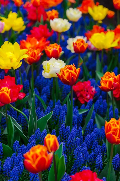 Close Amazing Colorful Blooming Flowers — Stock Photo, Image