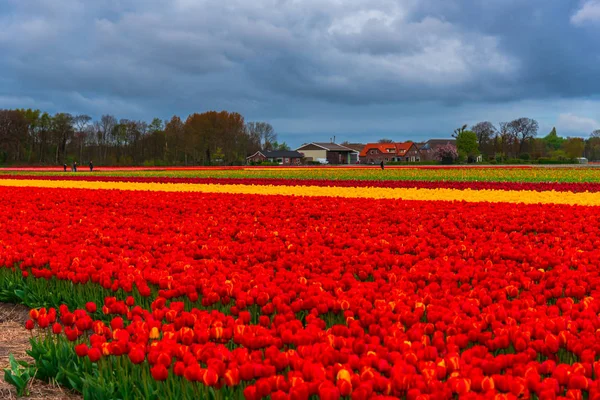 Close Van Verbazingwekkende Kleurrijke Bloeiende Bloemen — Stockfoto