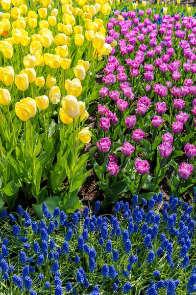 Nahaufnahme Von Erstaunlichen Bunten Blühenden Blumen — Stockfoto