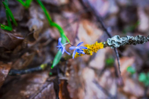 Orman Katta Erken Ilkbaharda Büyüyen Vahşi Bahar Çiçek — Stok fotoğraf