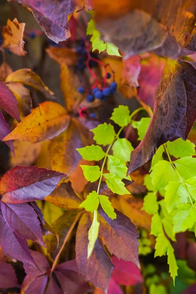 Belles Feuilles Gros Plan Image — Photo