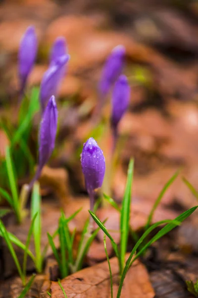 Vilda Våren Blomma Växer Skogen Tidigt Våren — Stockfoto