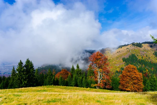 Atemberaubende Aussicht Auf Die Natur Mit Bäumen Und Bewölkten Himmel — Stockfoto