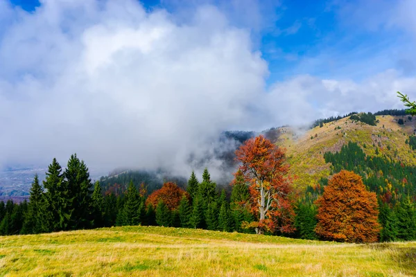 Vue Imprenable Sur Nature Avec Des Arbres Ciel Nuageux — Photo