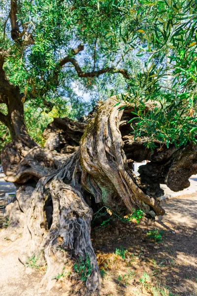 Old Interesting Tree Curvy Roots — Stock Photo, Image