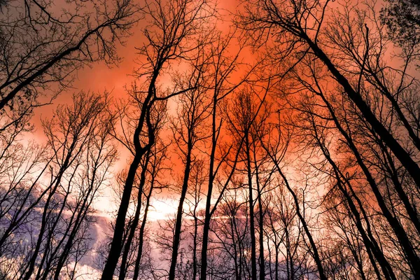 Осенние Деревья Лесу — стоковое фото