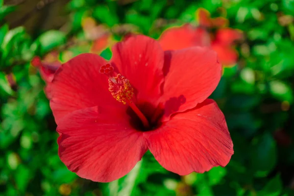 Primo Piano Incredibile Fiore Colorato Fioritura — Foto Stock