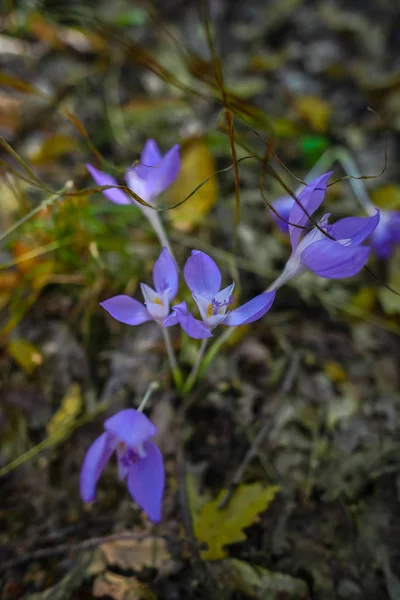 Bliska Strzał Małe Purpurowe Kwiaty Kwitnące — Zdjęcie stockowe