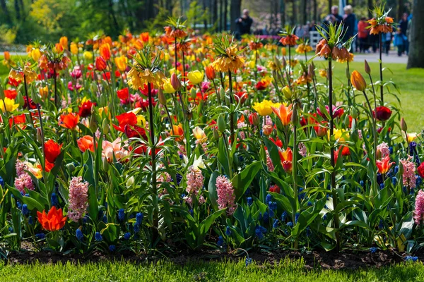 Närbild Fantastiska Färgglada Blommor — Stockfoto