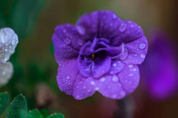 关闭惊人的五颜六色的花朵 — 图库照片